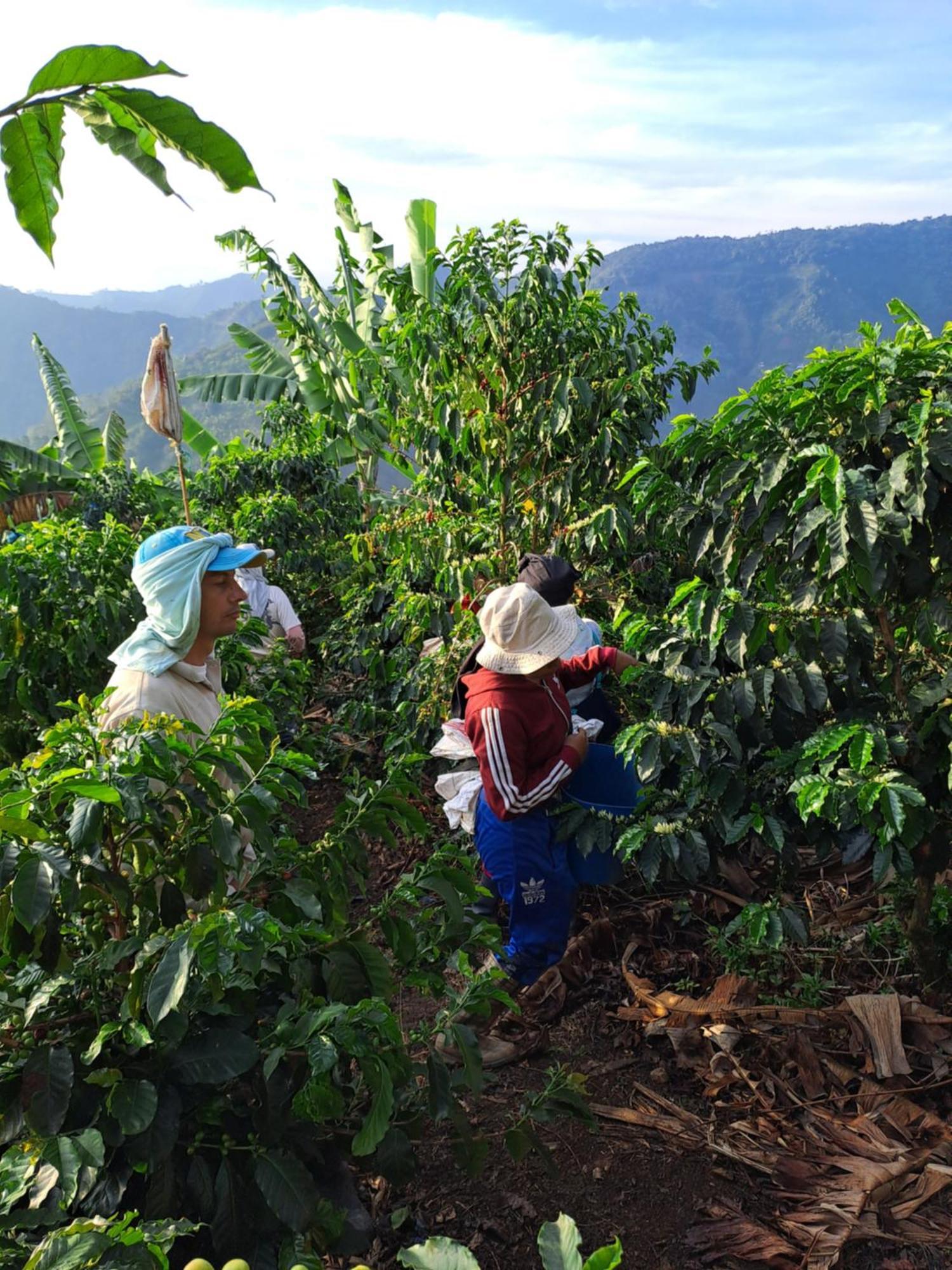 Finca La Manchuria Salgar  Dış mekan fotoğraf